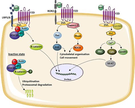 Frontiers WNT Signaling And Bone Lessons From Skeletal Dysplasias