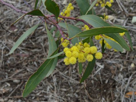 Acacia Pycnantha Golden Wattle Gardening With Angus