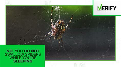 No, you do not regularly swallow spiders while you're sleeping | king5.com