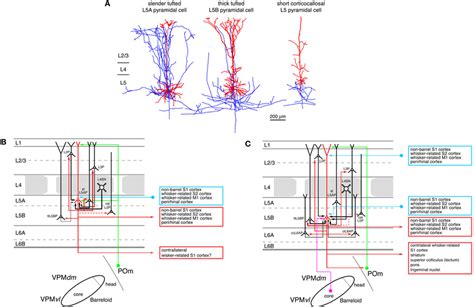 Excitatory Synaptic Inputoutput Relationship In Layer Of The S