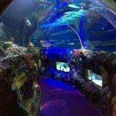 SEA LIFE Charlotte-Concord Aquarium - 185 Photos & 70 Reviews ...