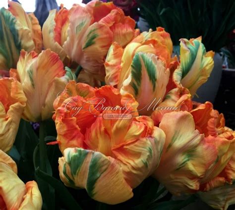 Тюльпан Пэррот Кинг (Tulipa Parrot King) - Тюльпаны Попугайные ...