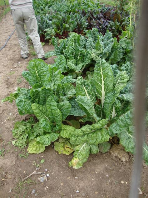 Beta Vulgaris Subsp Cicla Var Flavescens Fordhook Giant Chard