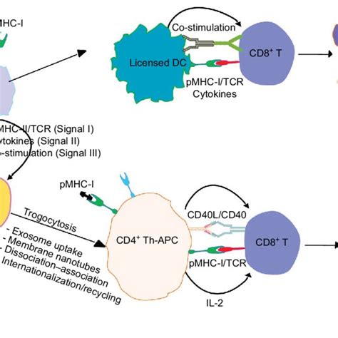 Cd40 Cd40l Interactions At Dc T Cell And T Cell T Cell Interface