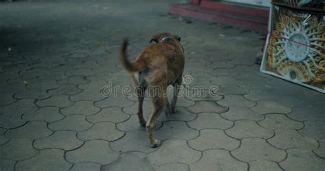 Indian street dog stock footage. Video of breed, dogs - 282709566