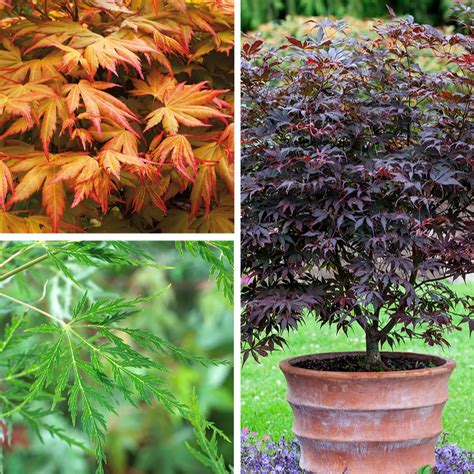 Yougarden Acer Collection 15l Pots X 3 Qvc Uk