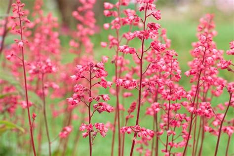 32 Gorgeous Pink Perennial Flowers That Will Bloom Forever