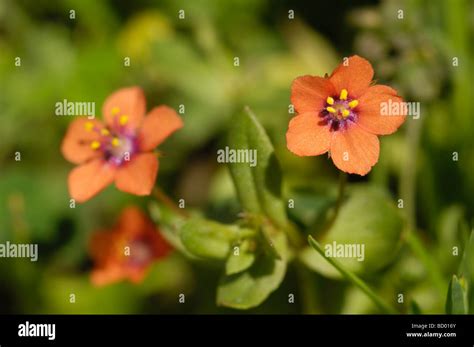 Scarlet Pimpernel Anagallis Arvensis Wildflower Along Solway Coast