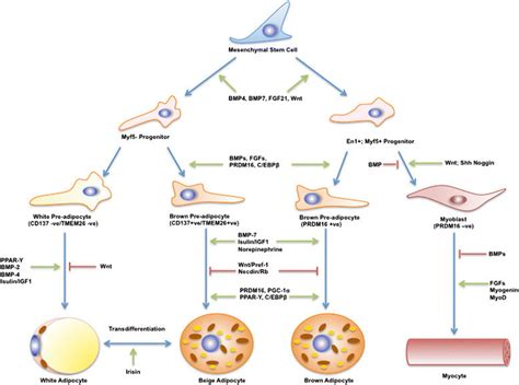 Origin And Transcriptional Regulation Of Brown Adipocyte Multipotent