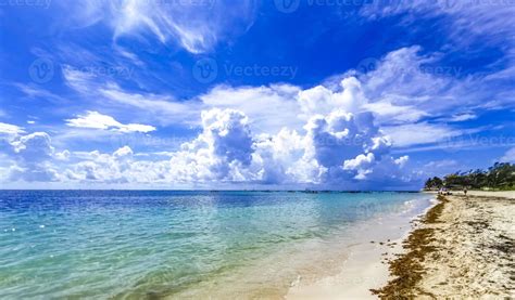 Playa Mexicana Tropical Agua Algas Sargazo Playa Del Carmen Mexico