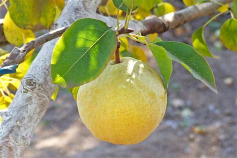 Pyrus Communis Orient European Pear