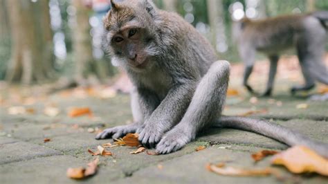 Captive management | Macaques