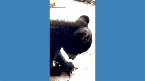 Video Black bear cub enjoys playtime at wildlife center - ABC News