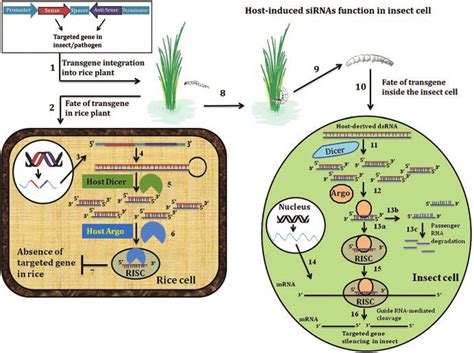 Schematic Representation Of Host Induced Gene Silencing In Insects