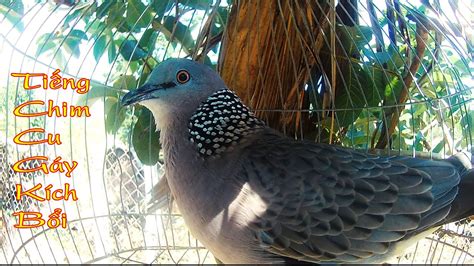 Chim Cu Mồi cu gay kich boi nhanh noi gù YouTube