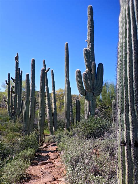 Group Of Saguaro Jewel Of The Creek Preserve Arizona