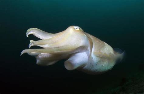 Cuttlefish Stock Photos, Images and Backgrounds for Free Download