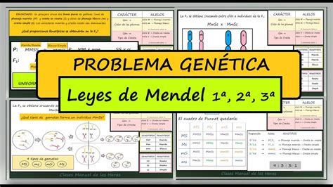 Problema Genética Resuelto Leyes de Mendel 1ª 2ª y 3ª Genética