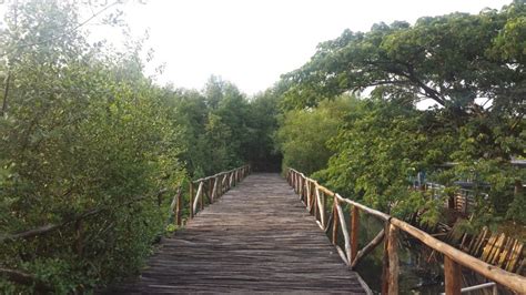 Hutan Mangrove Taman Wisata Alam Angke Kapuk