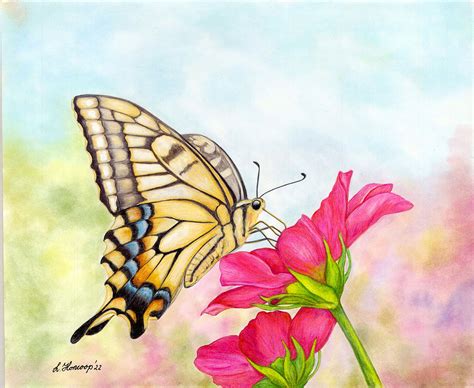 Top 127+ butterfly drawing images with colour best - vietkidsiq.edu.vn