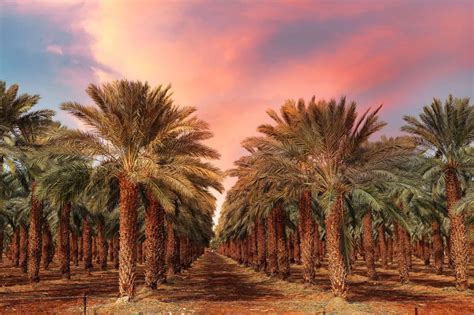 Date Palm Tree A Z Animals