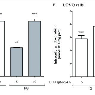 Effect Of Normal Glucose G And High Glucose HG On Bcl 2 Bcl XL