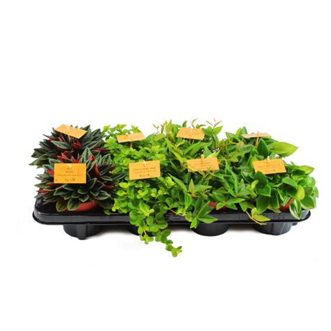 Пеперомия микс купить в СПб|Магазин растений Plantacia