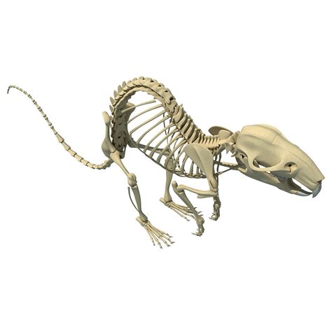 Rat Skeleton 3D Model – 3D Horse