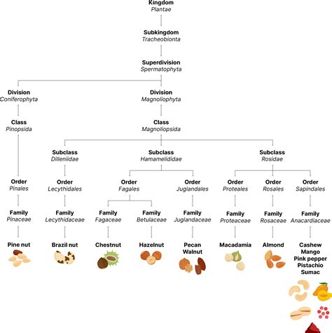 Does having a tree nut allergy increase your risk for other food ...