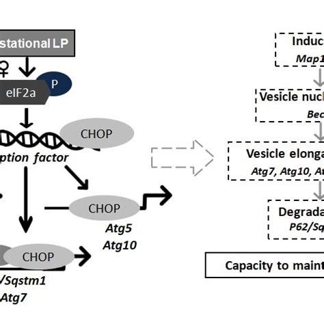 A Schematic Model Of Autophagy Related Gene Transcriptional Programming