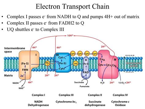 PPT - Aerobic respiration PowerPoint Presentation, free download - ID:1689977