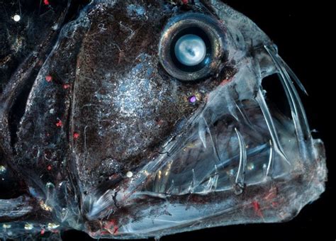 Atlantic Ocean—fearsome Predator Of The Deep A Viperfish Displays Its