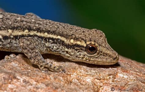 Gods Little Creatures The Cape Dwarf Gecko South Coast Sun