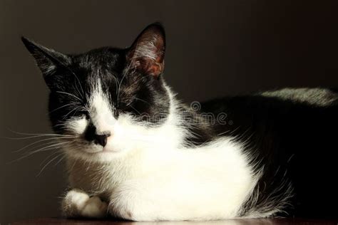 Cute Cat Sleeping Indoors. Animals, Pets Concept. Tuxedo Cat Sleeping ...