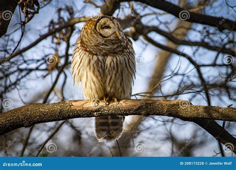 Sleepy Barred Owl Strix Varia In A Tree Royalty Free Stock Image