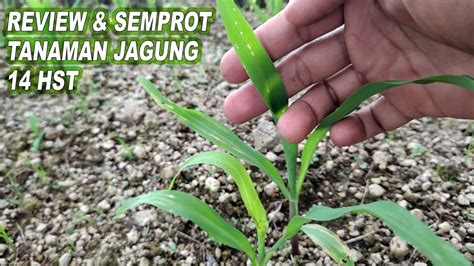 Review Dan Semprot Tanaman Jagung Umur 14 Hst Jagung Manis Dan Ketan