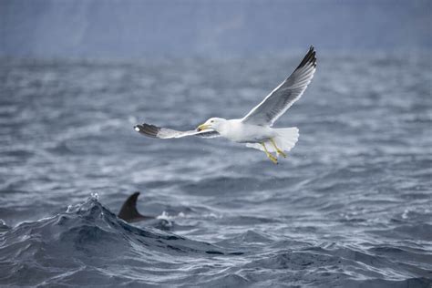 Conhe A Os Vencedores Do Concurso De Fotografia Aves Marinhas Da