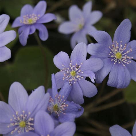 Печеночница благородная (H. nobilis)