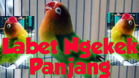 Masteran Lovebird Labet Ngekek Panjang Cocok Untuk Murai Cucak Ijo