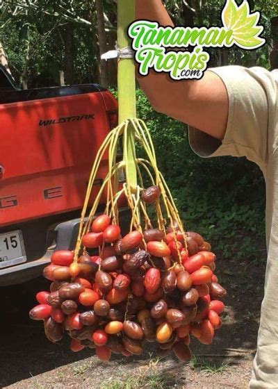 Jual Bibit Tanaman Kurma H1 Buah Manis Berwarna Merah