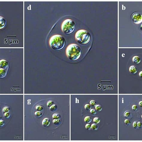 Light Microscopy Of Euchlorocystis Marina A Solitary Cell B