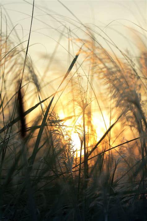 Grass Field at Sunset · Free Stock Photo