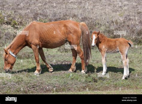 Ponies in the New Forest Stock Photo - Alamy