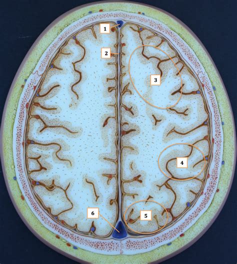 Head Plate 1 Diagram Quizlet