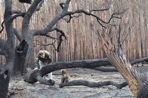 Chilling Photographs Show Charred Corpses Of Animals Strewn Through