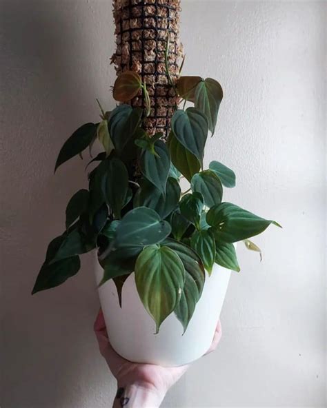 Philodendron Micans Care And Growing Guide Plantcarefully