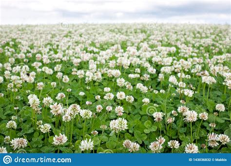 Flores Del Tr Bol Blanco Foto De Archivo Imagen De Campo 143036832