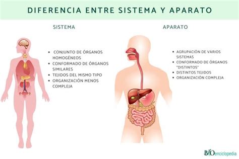 Diferencias Entre Sistemas Y Aparatos