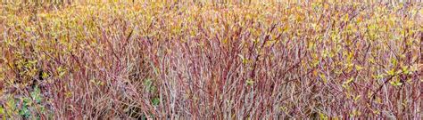 5 arbustes à baies rouges pour un contraste de couleurs dans le jardin