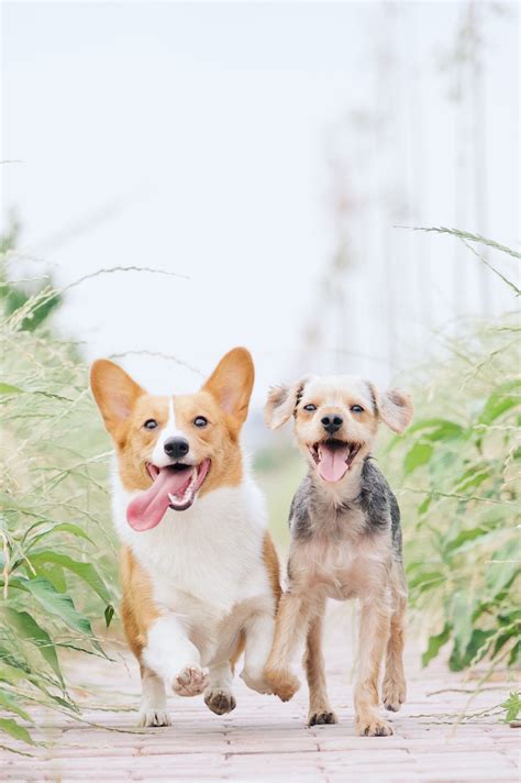 friendliest dog breeds find  perfect dog